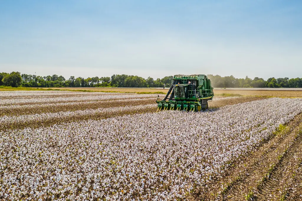 A cotton picker harvesting a cotton field