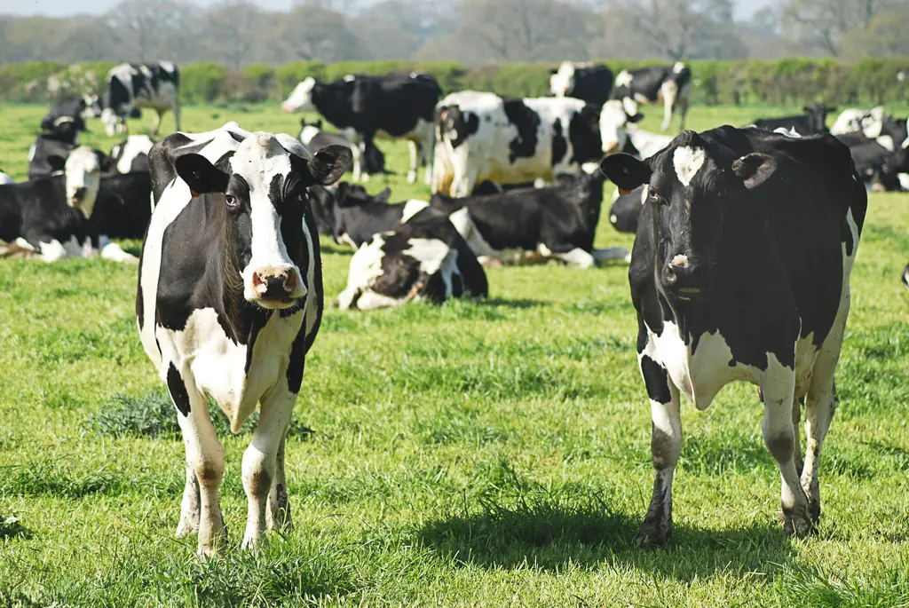 Dairy cows grazing in a green paddock