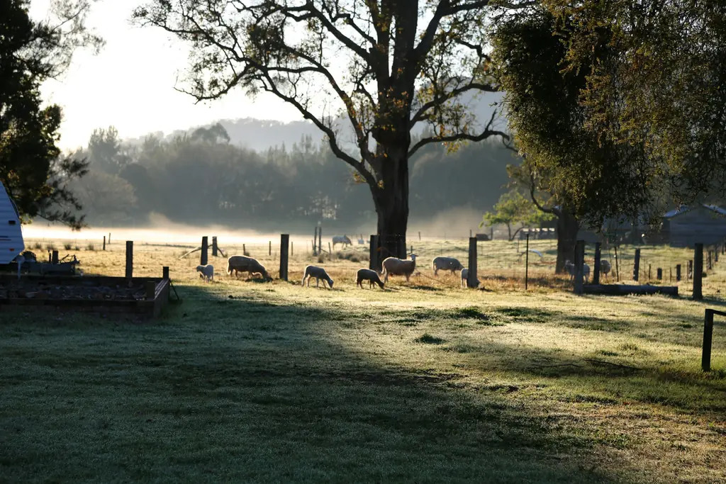 Sheep grazing in a misty paddock with gum trees