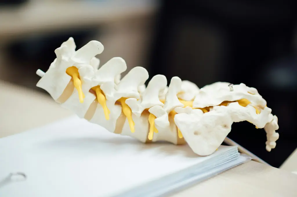 An anatomical model of the lower spine resting on a notebook