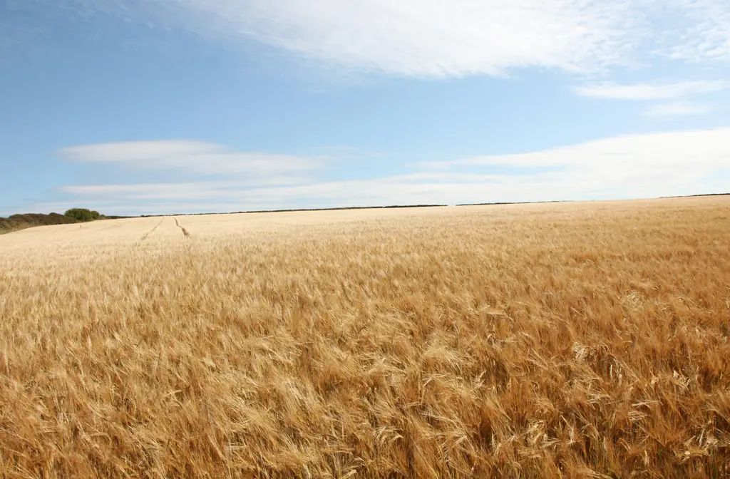A ripe wheat field under a pale sky